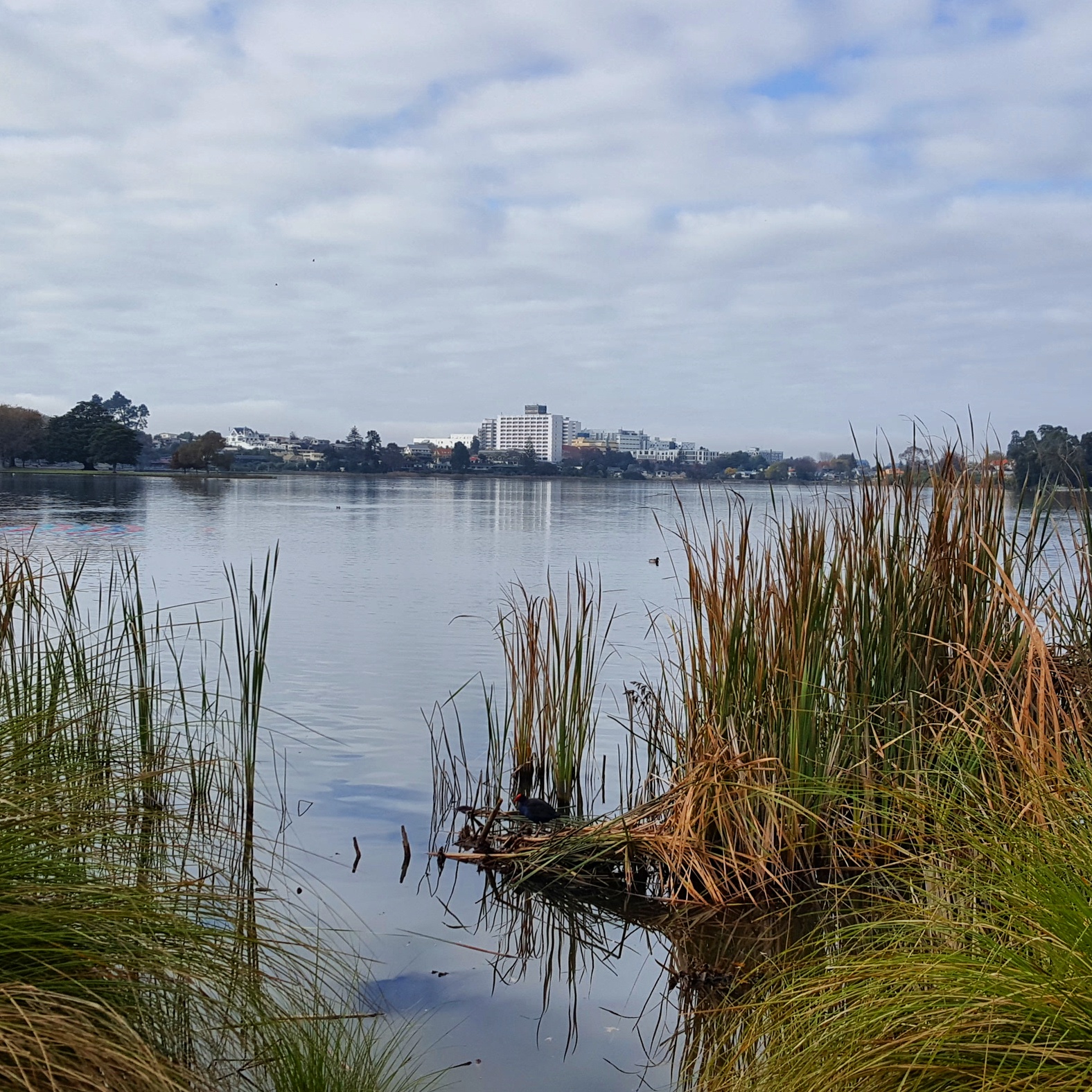 Lake with reeds and bulrushes in the foreground, city scape at back, clouds in grey sky.