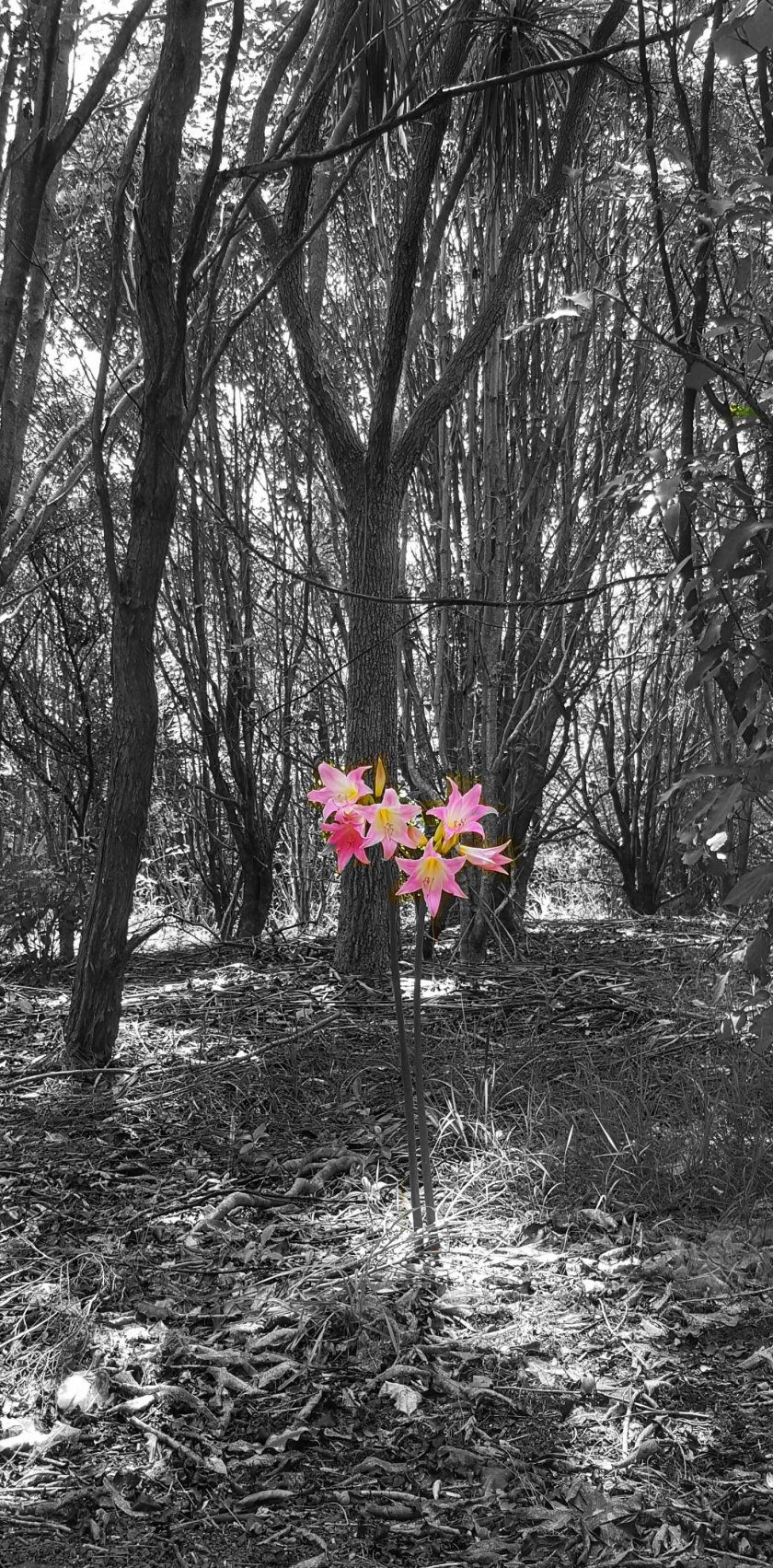 Woodland with dark trees, sun  light shining through on to bright pink flowers in middle of image.