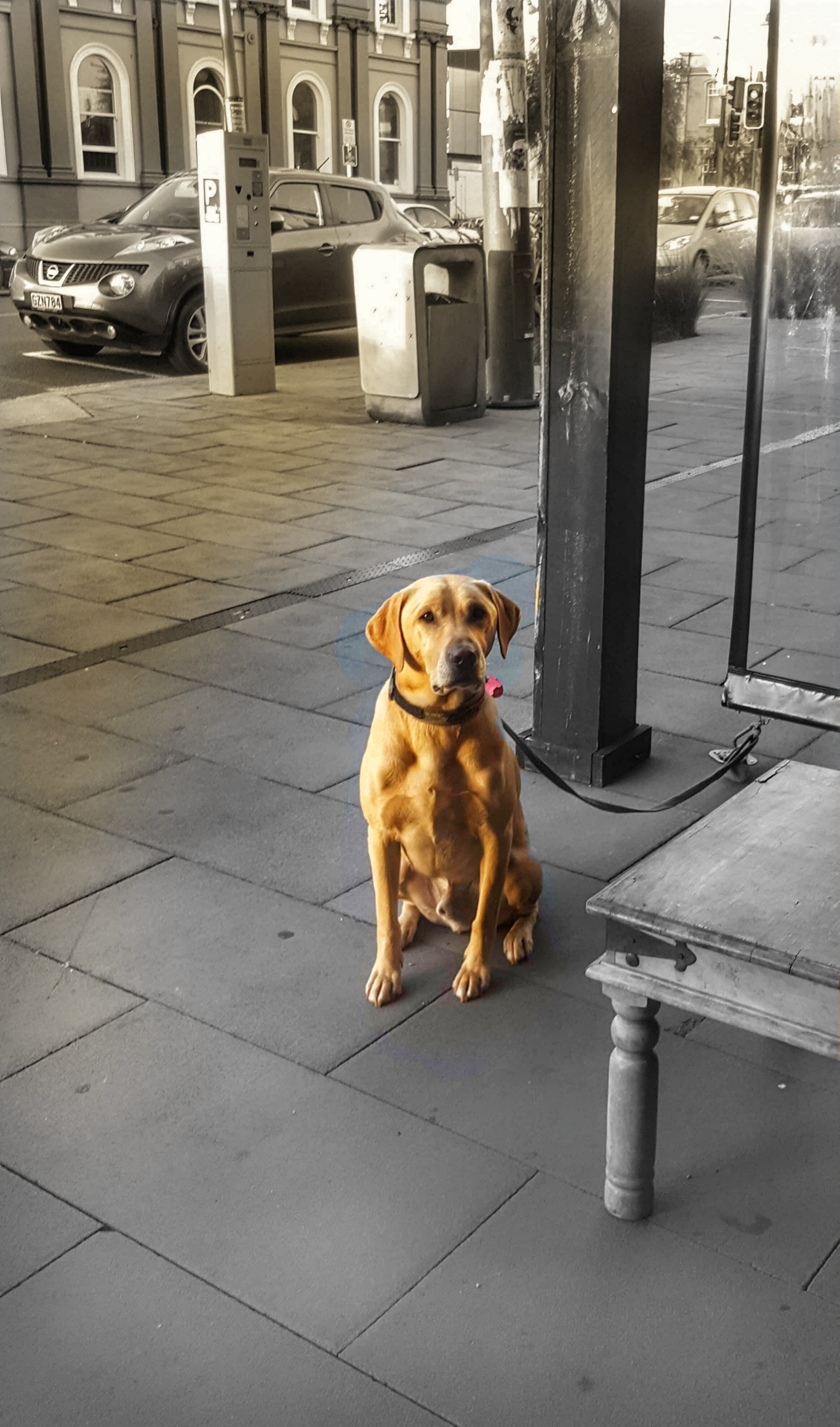 Labrador sitting waiting outside a pub in the street. Tall buildings in the background.