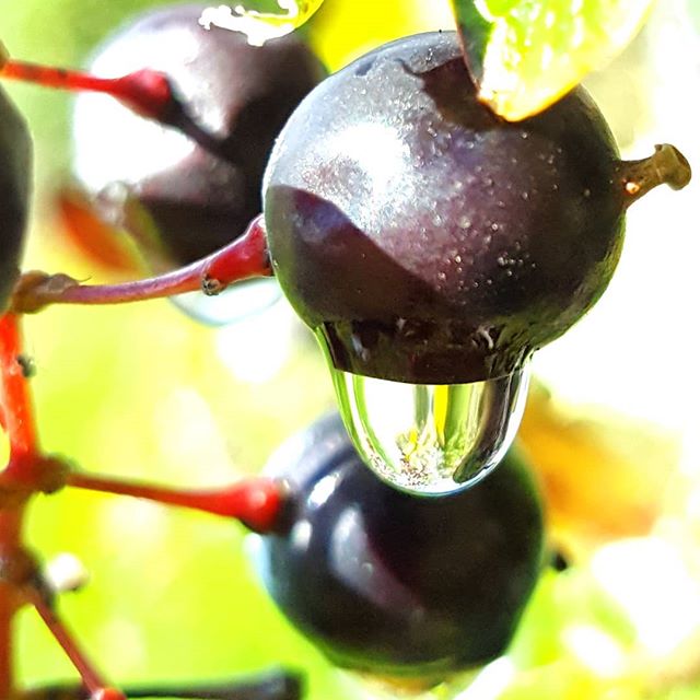 deep red berry with a drip of water hanging underneath