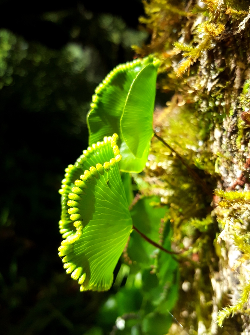 bright green kidney fern, seen side on growing on the side of a tree. Light shining through it.