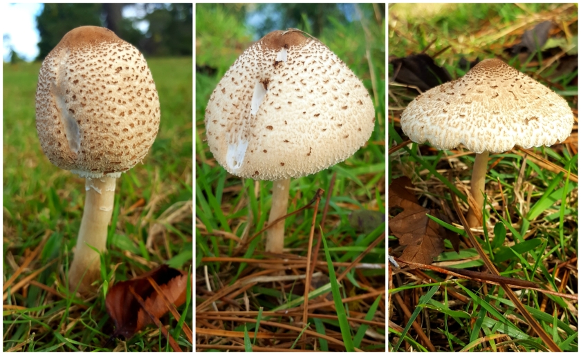 three parasol mushrooms in various stages of development.