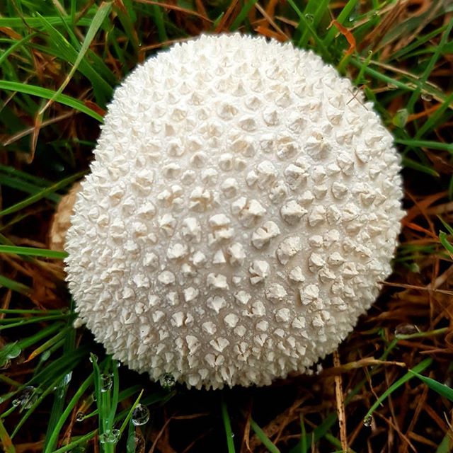 puffball mushroom, white with detail of skin