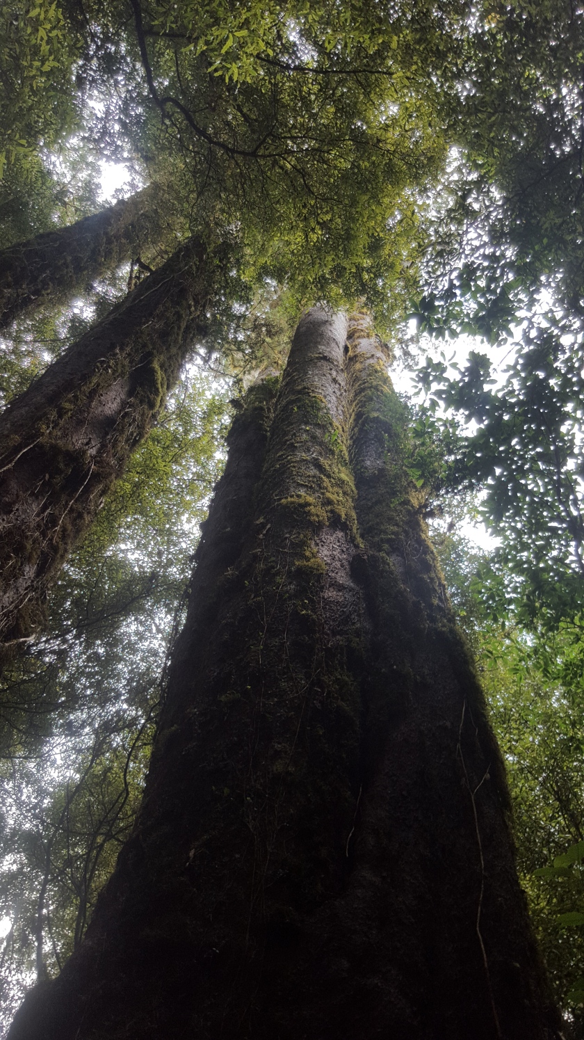 Looking up to the sky from the base of a large kauri tree which splits into 3 separate trees.