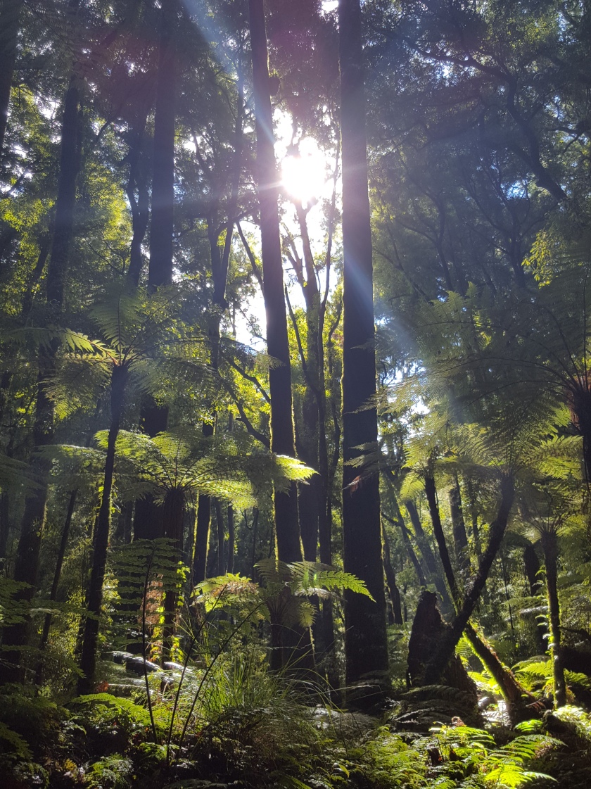 Lush NZ forest with tree ferns, low level ferns and tall tree. Two tall trees form a line vertically through the middle of the image. and the sun is shining through them at the top